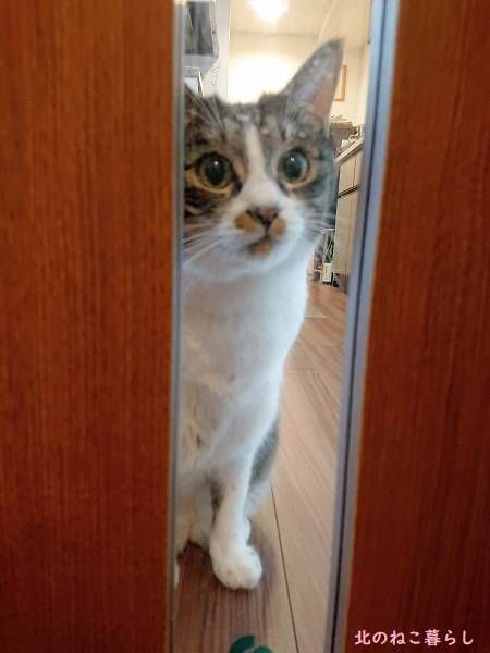 北のねこ暮らし