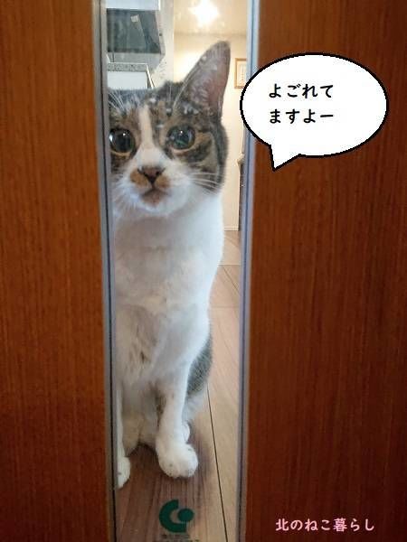 北のねこ暮らし