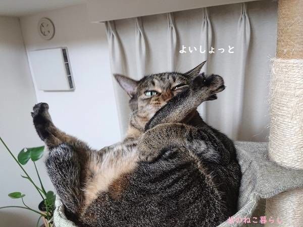 北のねこ暮らし