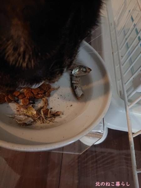 猫 煮干し