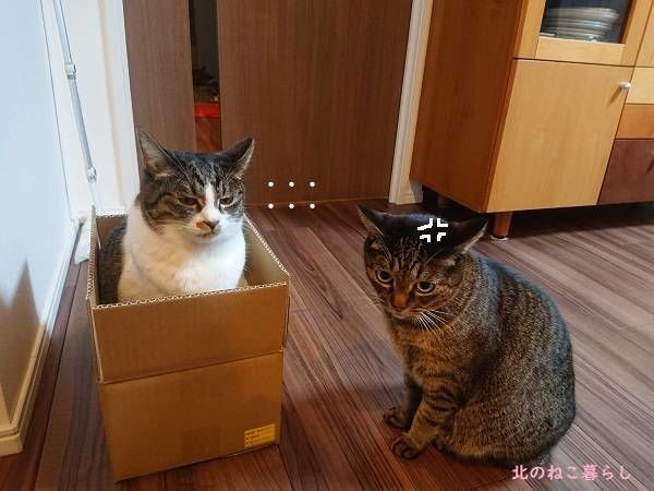 北のねこ暮らし