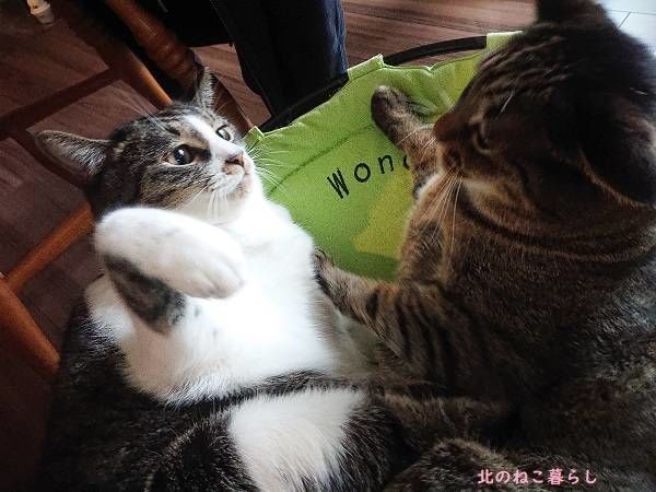 北のねこ暮らし