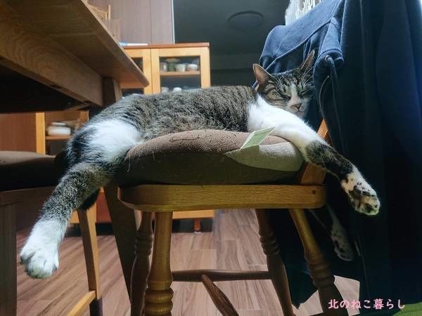 北のねこ暮らし