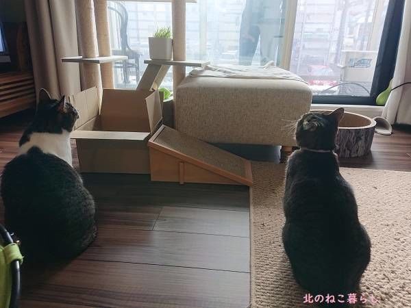 北のねこ暮らし