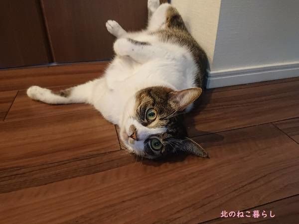 北のねこ暮らし