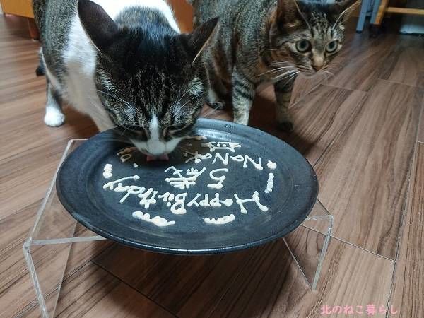 北のねこ暮らし