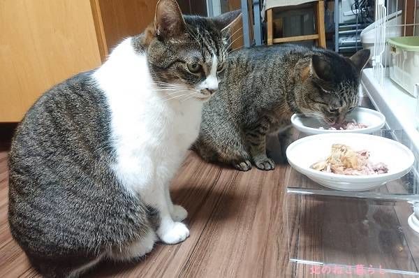 北のねこ暮らし