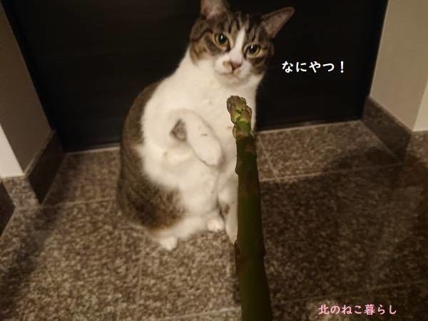 北のねこ暮らし