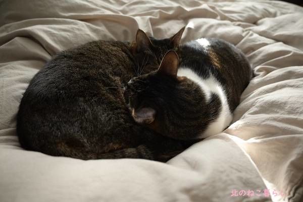 北のねこ暮らし