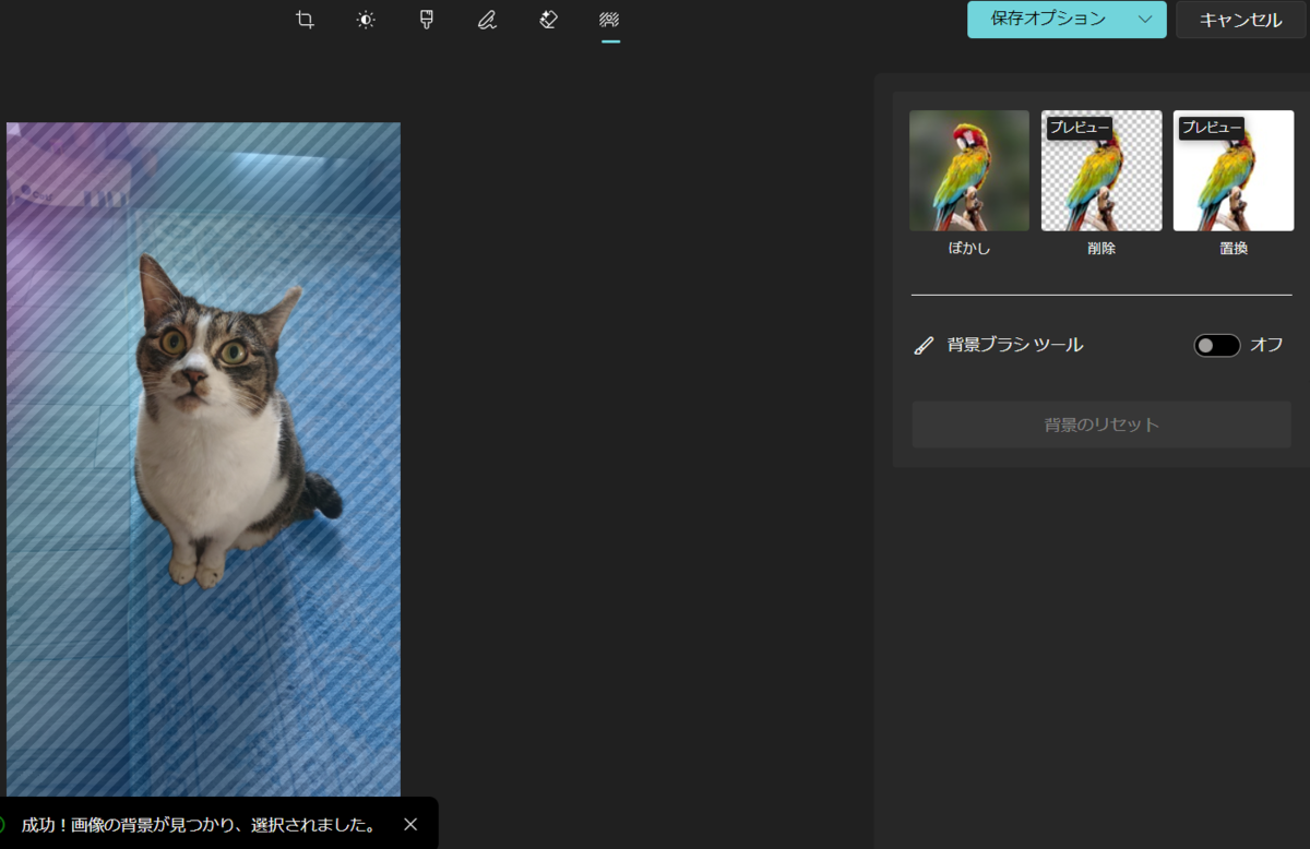 北のねこ暮らし