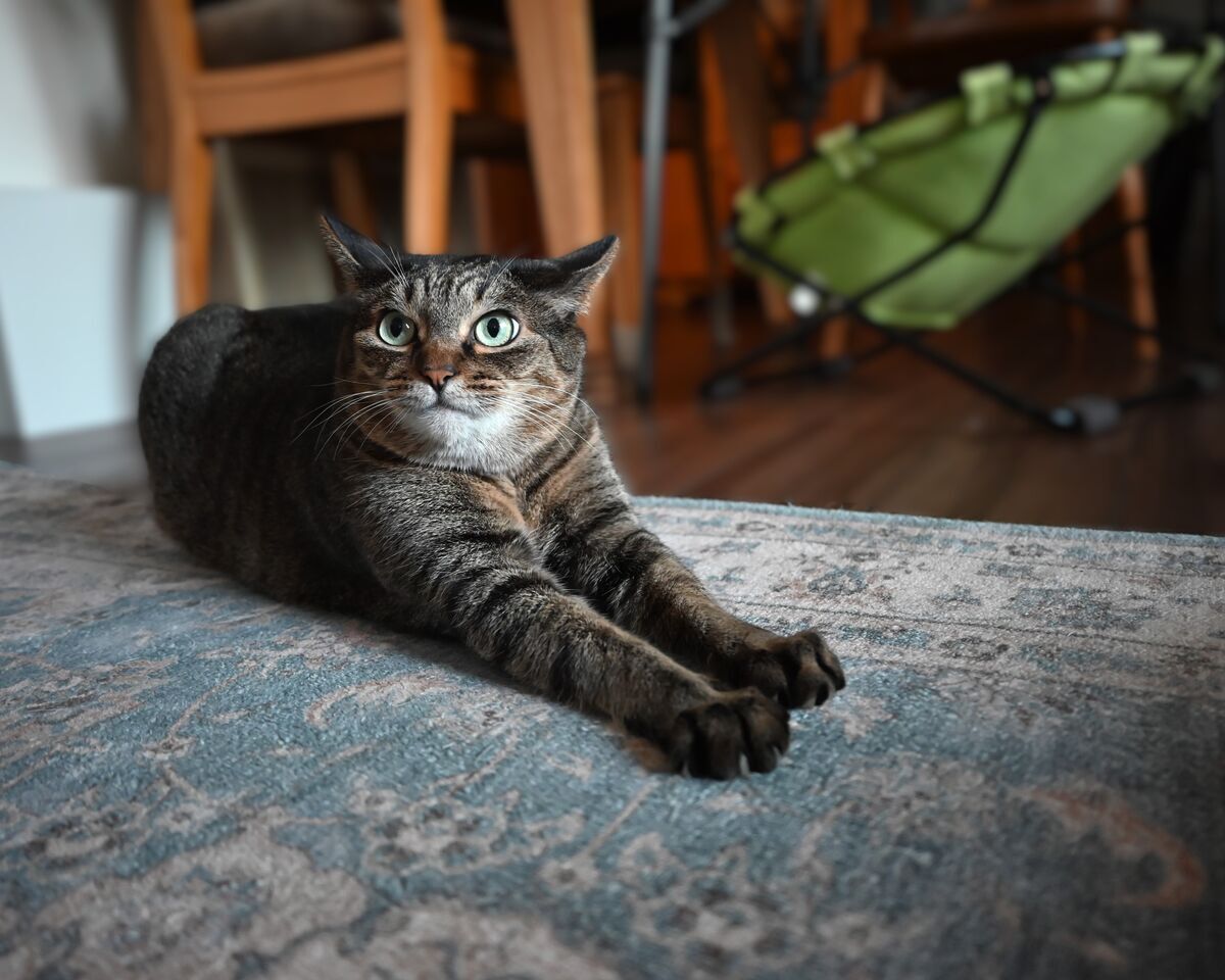 北のねこ暮らし