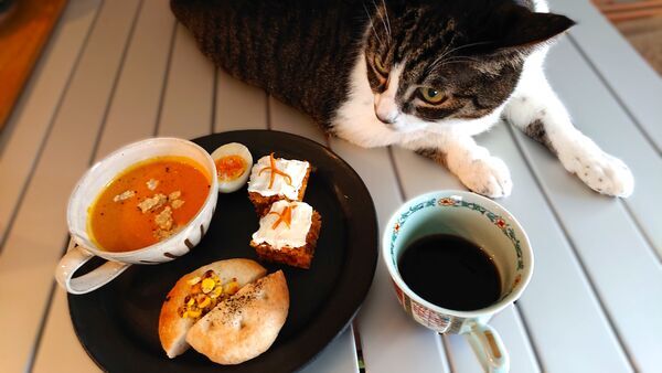 北のねこ暮らし