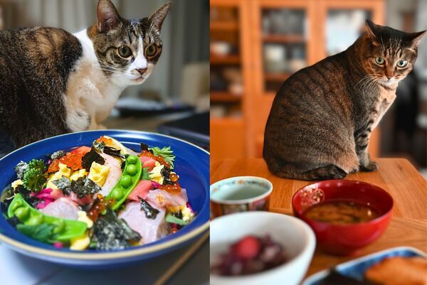 猫と食卓