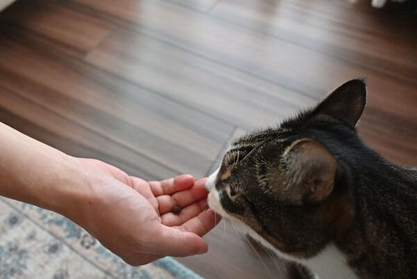 あんこを見つめる猫