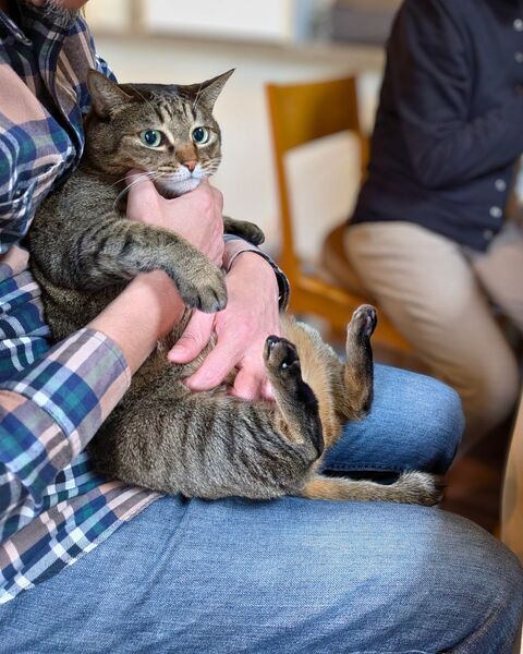 借りてきたネコのような猫