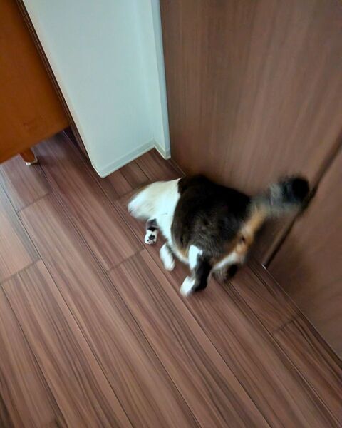 でんぐり返しする猫