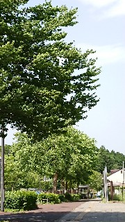f:id:nanakorobijoshi:20180525210830j:plain:w300 木の写真