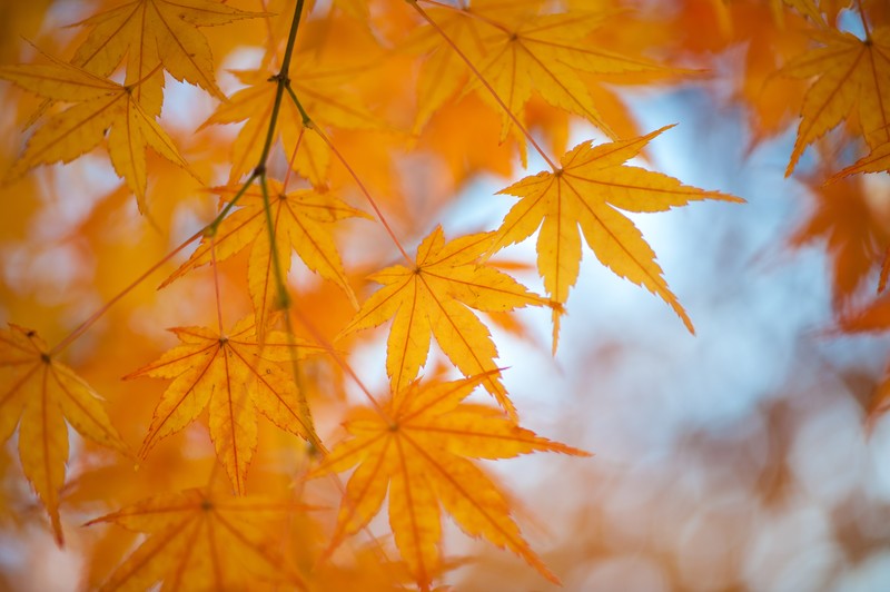 f:id:nanakorobijoshi:20181007105445j:plain:w500