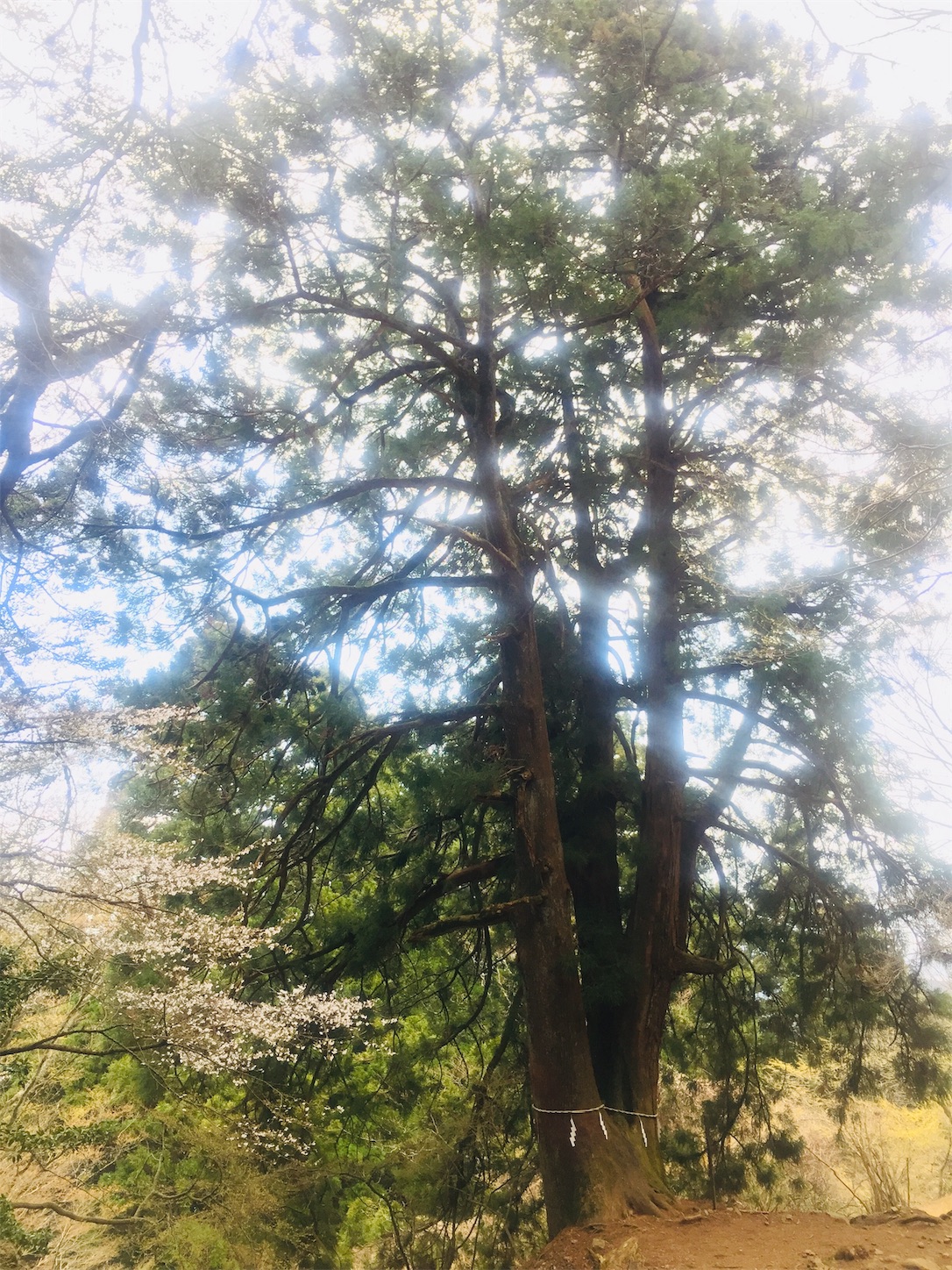 f:id:nanakunran:20190421200327j:image f:id:nanakunran:20190421200327j:image