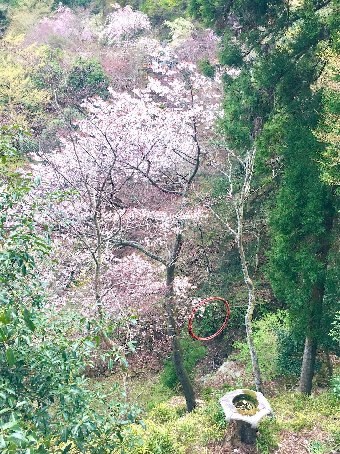 f:id:nanakunran:20190421200331j:image f:id:nanakunran:20190421200331j:image