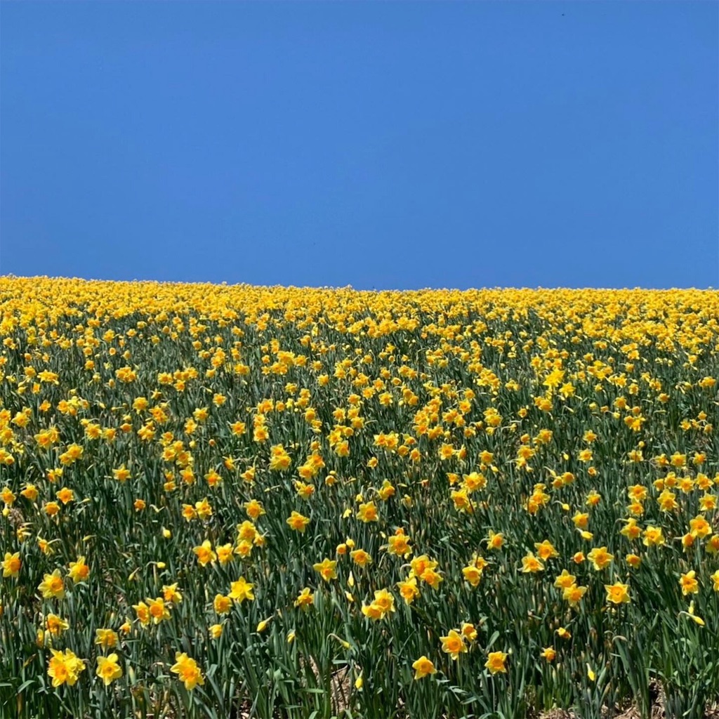 f:id:nanaluna7:20190515162709j:image f:id:nanaluna7:20190515162709j:image