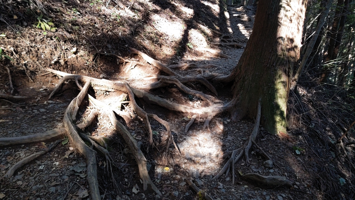 f:id:nanami-JP:20211114230611j:plain