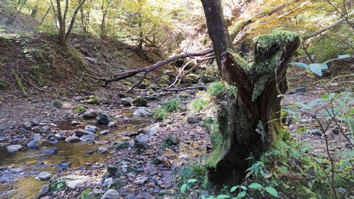 f:id:nanami-JP:20211114230837j:plain