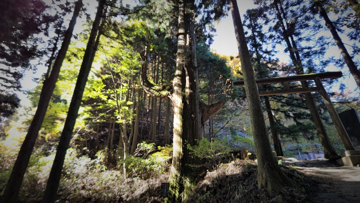 f:id:nanami-JP:20211114231320j:plain