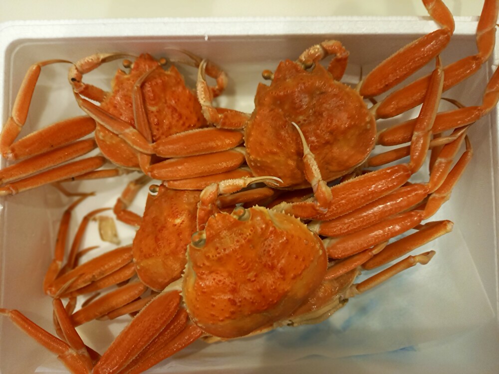 f:id:nanami3964:20201111220559j:plain f:id:nanami3964:20201111220559j:plain