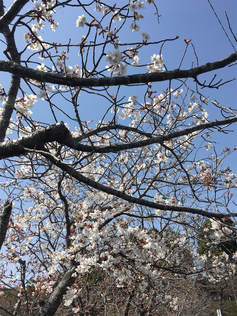 f:id:nanami_357:20200322071353j:image f:id:nanami_357:20200322071353j:image