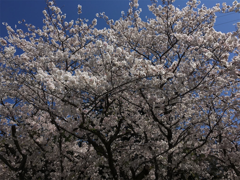 f:id:nanami_357:20200405154238j:image f:id:nanami_357:20200405154238j:image