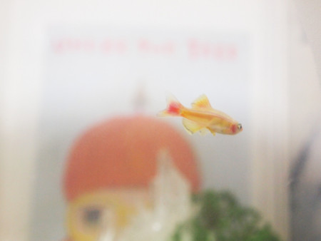 f:id:nanami_yuki:20100316215353j:image f:id:nanami_yuki:20100316215353j:image