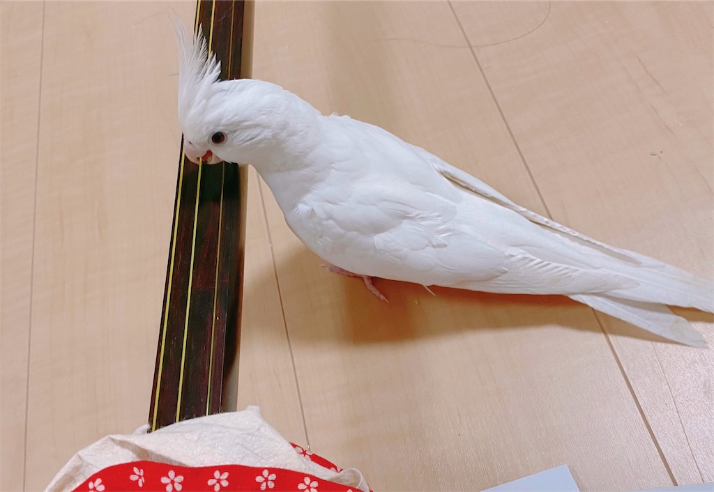 f:id:nanamizaki:20210320161611j:image f:id:nanamizaki:20210320161611j:image