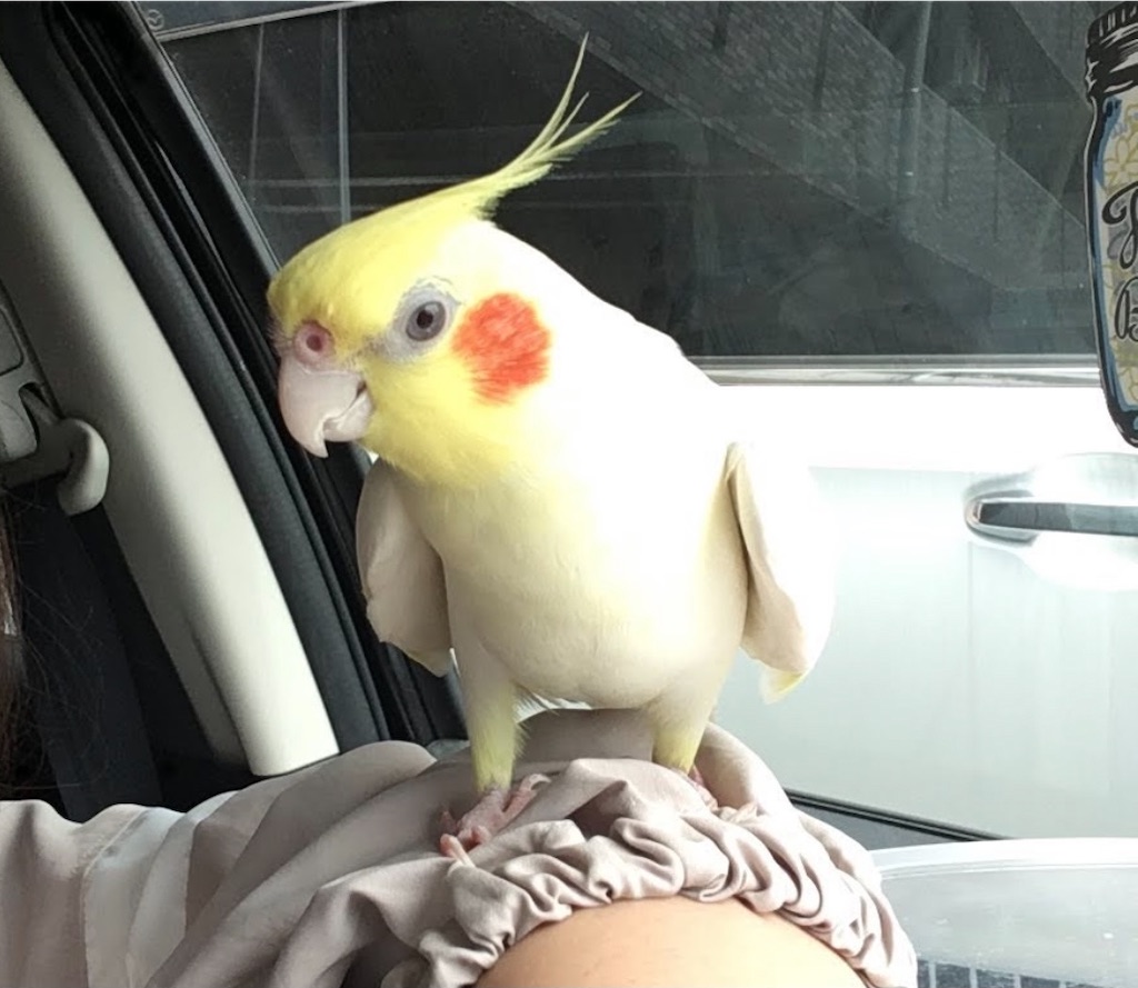 f:id:nanamizaki:20210321011411j:image