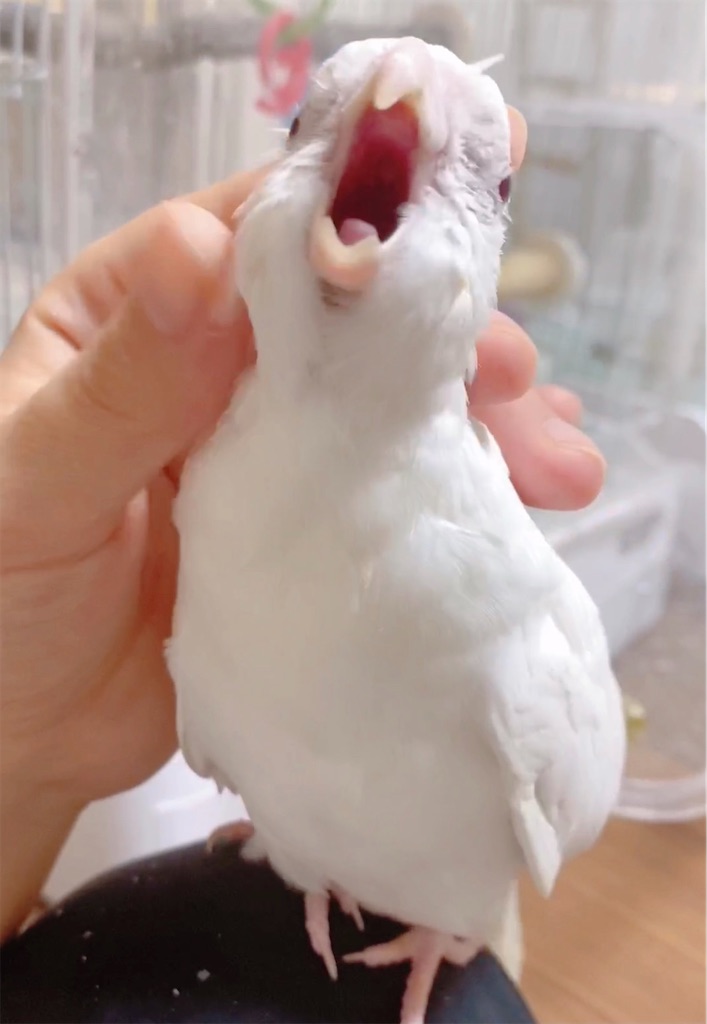 f:id:nanamizaki:20210322190812j:image f:id:nanamizaki:20210322190812j:image