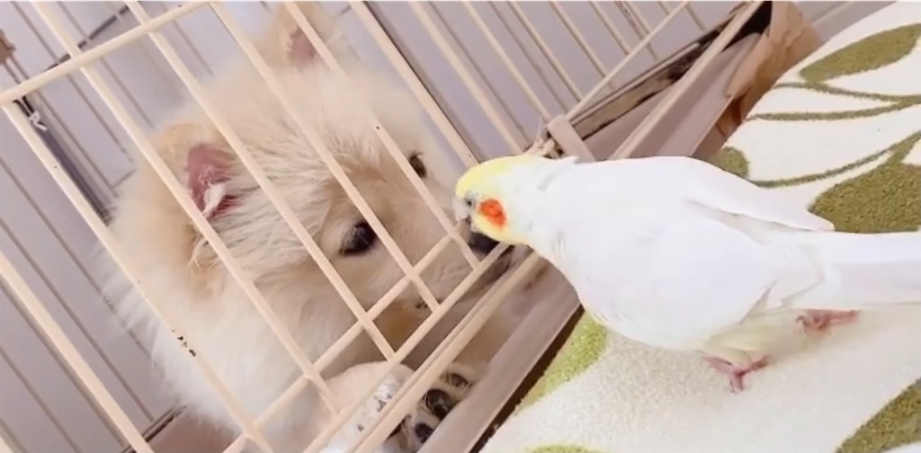 オカメインコと犬の同居 めんまとティアの場合 Nanamizaki