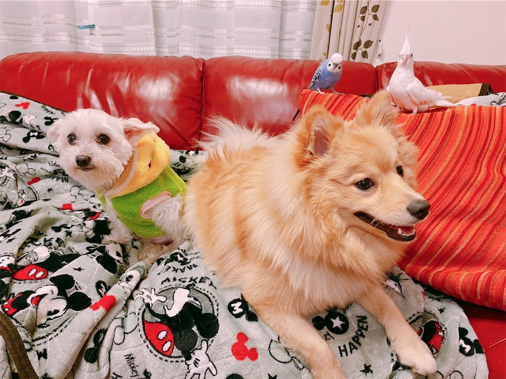 f:id:nanamizaki:20210325172326j:image f:id:nanamizaki:20210325172326j:image
