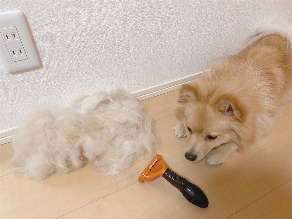 f:id:nanamizaki:20210326031304j:image f:id:nanamizaki:20210326031304j:image
