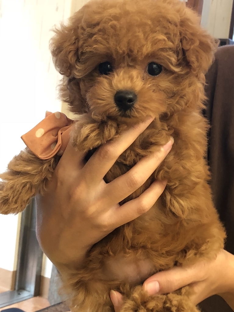 f:id:nanamochi:20181212162813j:plain f:id:nanamochi:20181212162813j:plain