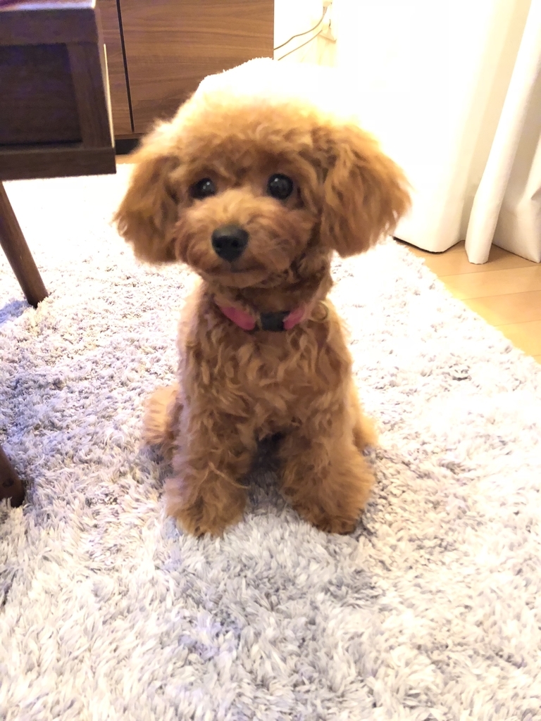 f:id:nanamochi:20181212163323j:plain f:id:nanamochi:20181212163323j:plain
