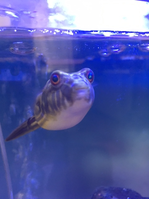 f:id:nanaphotolife:20160822202327j:plain f:id:nanaphotolife:20160822202327j:plain