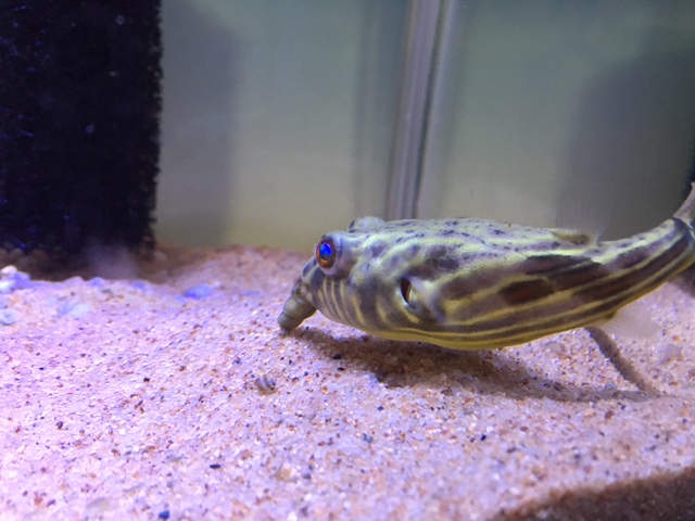 f:id:nanaphotolife:20160822204944j:plain f:id:nanaphotolife:20160822204944j:plain