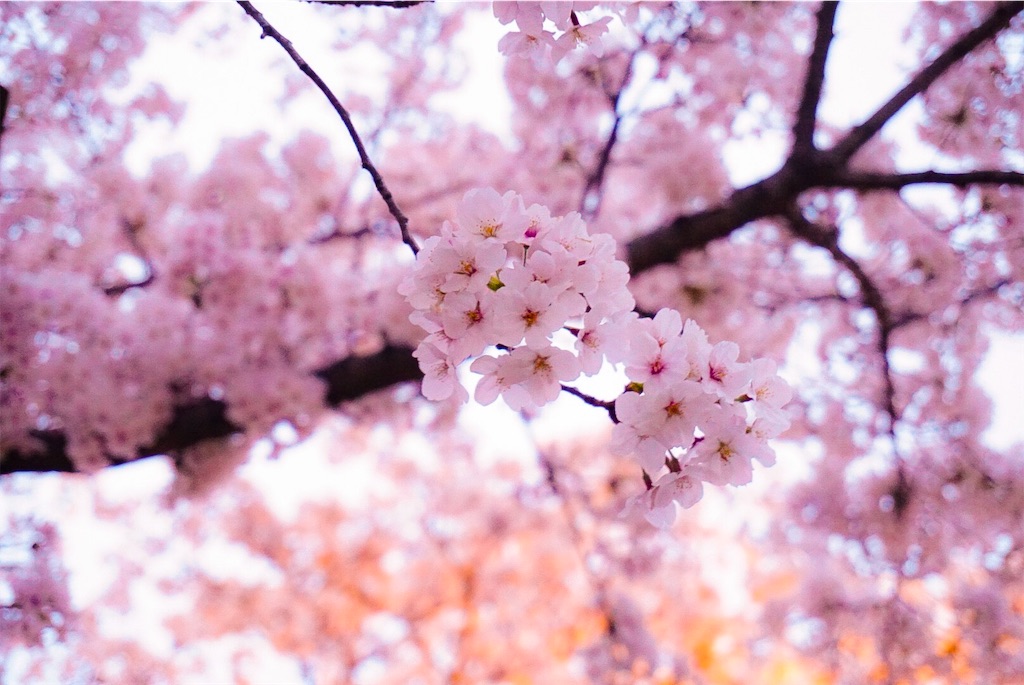 f:id:nanase_nitijo:20190411075807j:image f:id:nanase_nitijo:20190411075807j:image