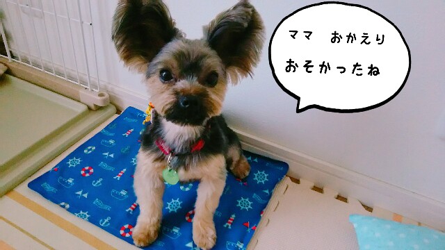 f:id:nanasuker:20200601164345j:image f:id:nanasuker:20200601164345j:image