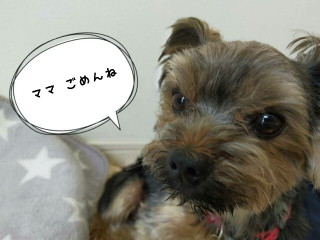 f:id:nanasuker:20200601164817j:image f:id:nanasuker:20200601164817j:image