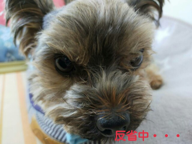 f:id:nanasuker:20200601164827j:image f:id:nanasuker:20200601164827j:image