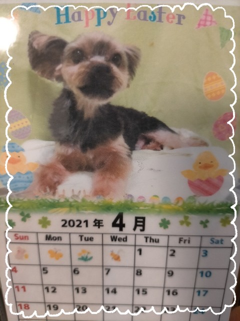 f:id:nanasuker:20210308185010j:image f:id:nanasuker:20210308185010j:image
