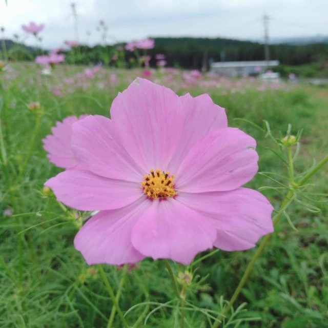 f:id:nanasuker:20210906111220j:image f:id:nanasuker:20210906111220j:image