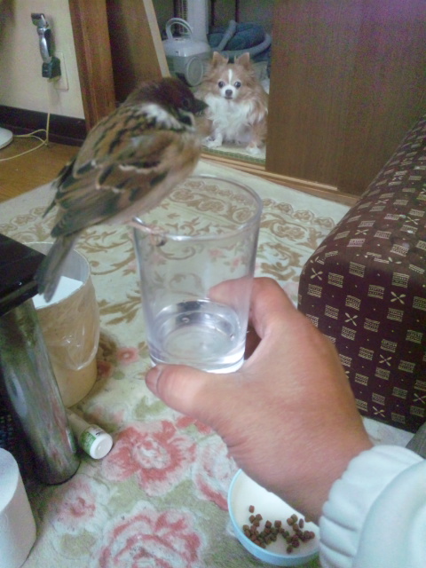 f:id:nanasystem:20130421182818j:image:w360
