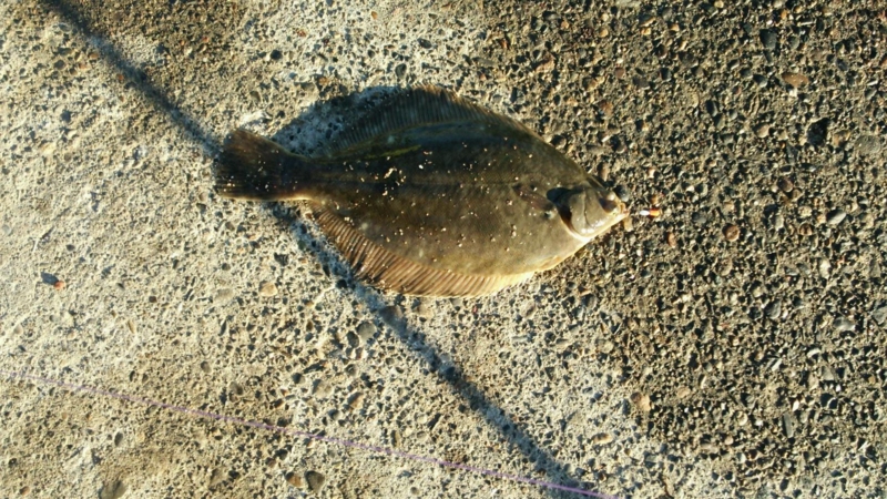 f:id:nanasystem:20131209103502j:image:w640
